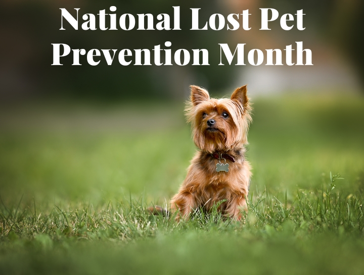 National Pet Loss Prevention Month